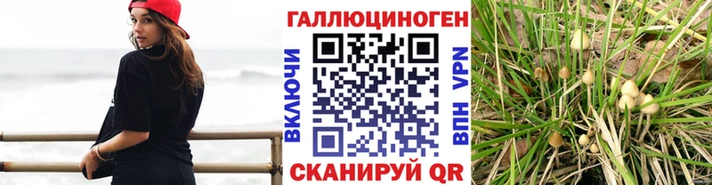 Галлюциногенные грибы Psilocybine cubensis Белоусово